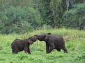 wildlife, elephants