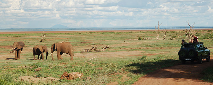 Elephant, safari